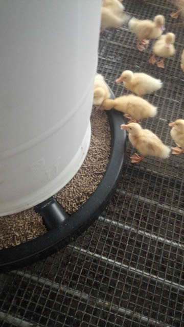 Platform Duck Feeder